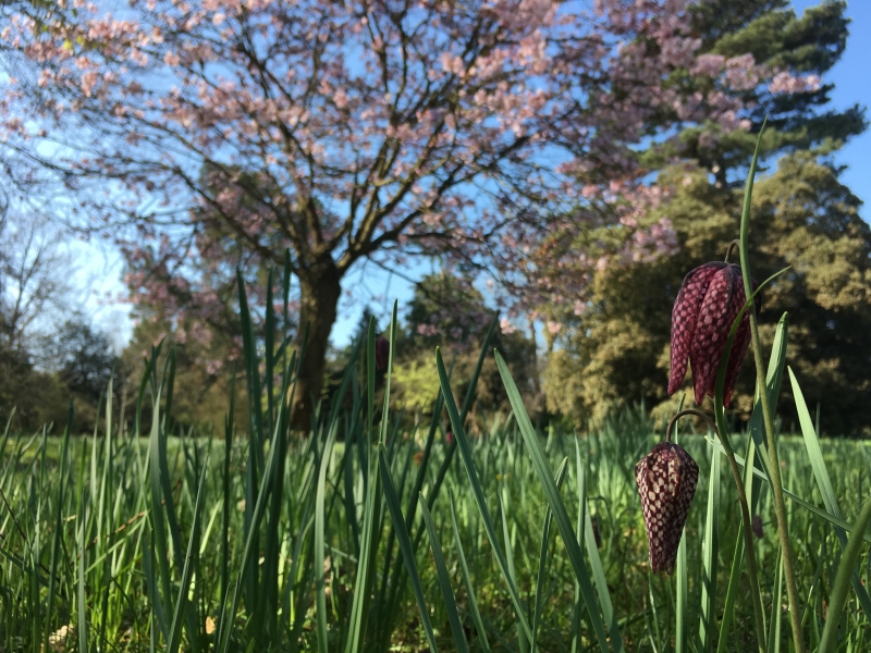 Trinity College Fellows' Garden